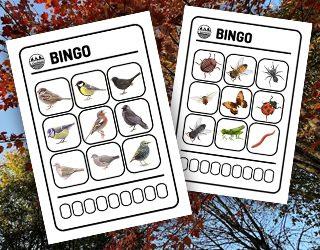 Tier-Bingos